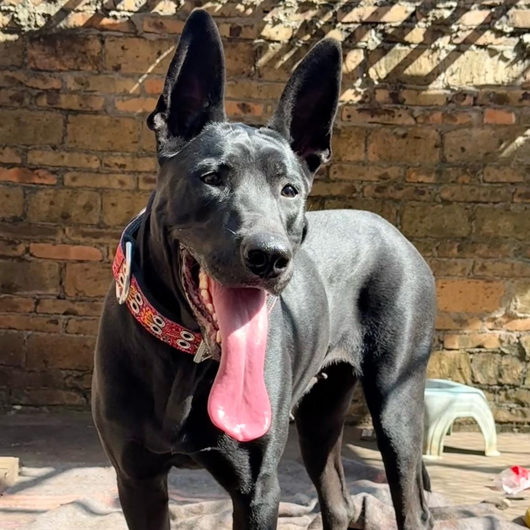 墨界黑狼（默默）