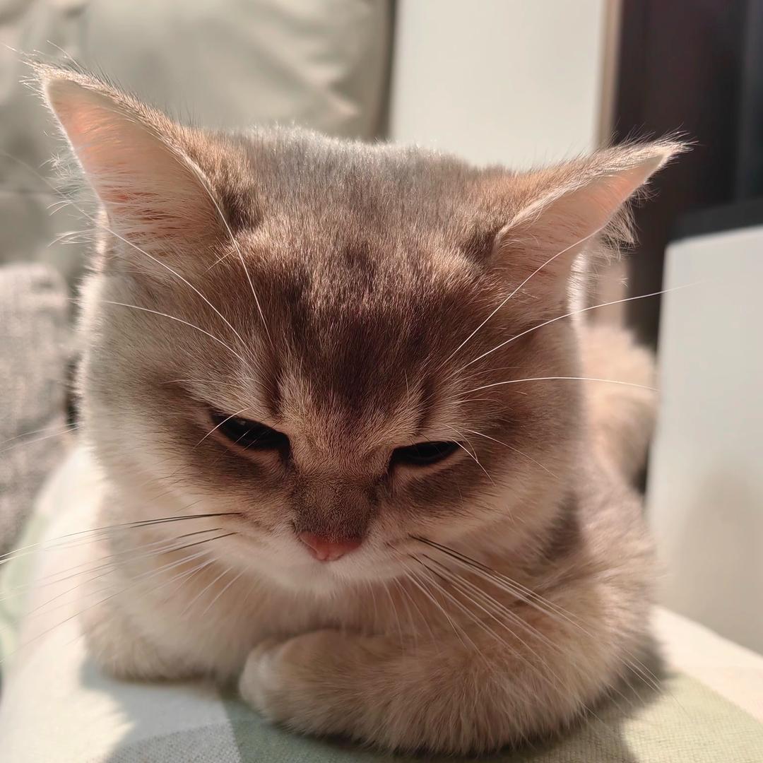 蓝宝爱吃懒动😼
