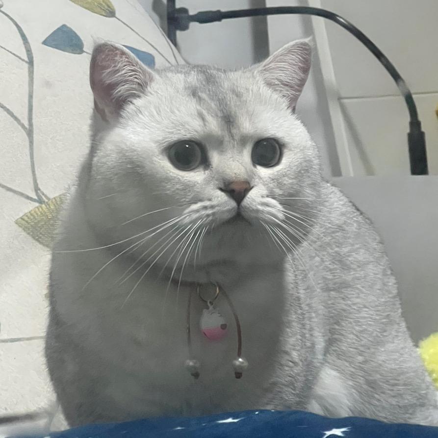 ✨蛋卷是憨憨✨