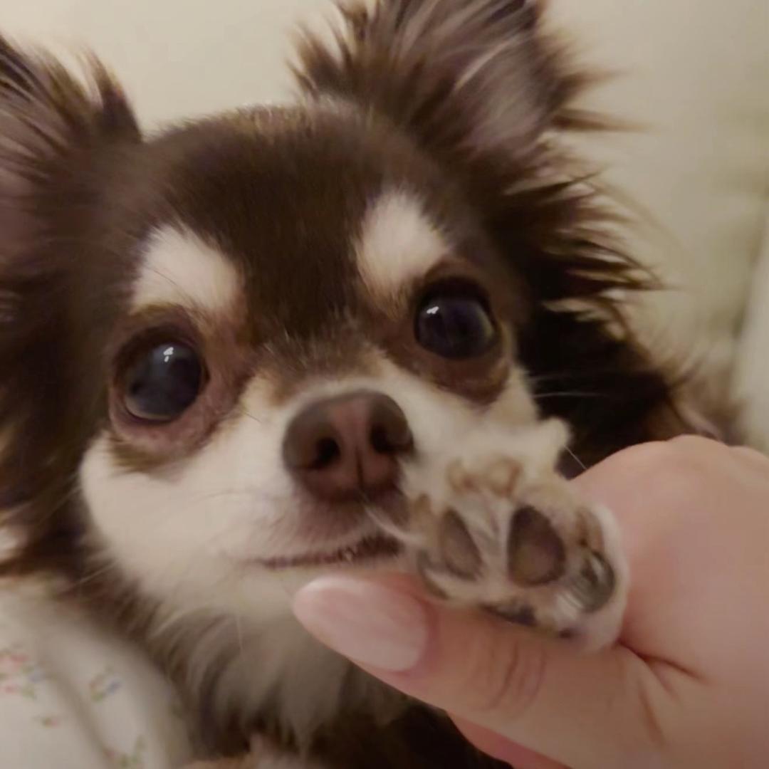 小猫宝宝