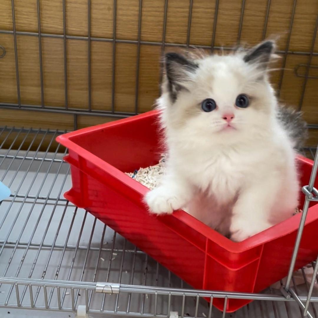 麦豆说宠拱墅直播号