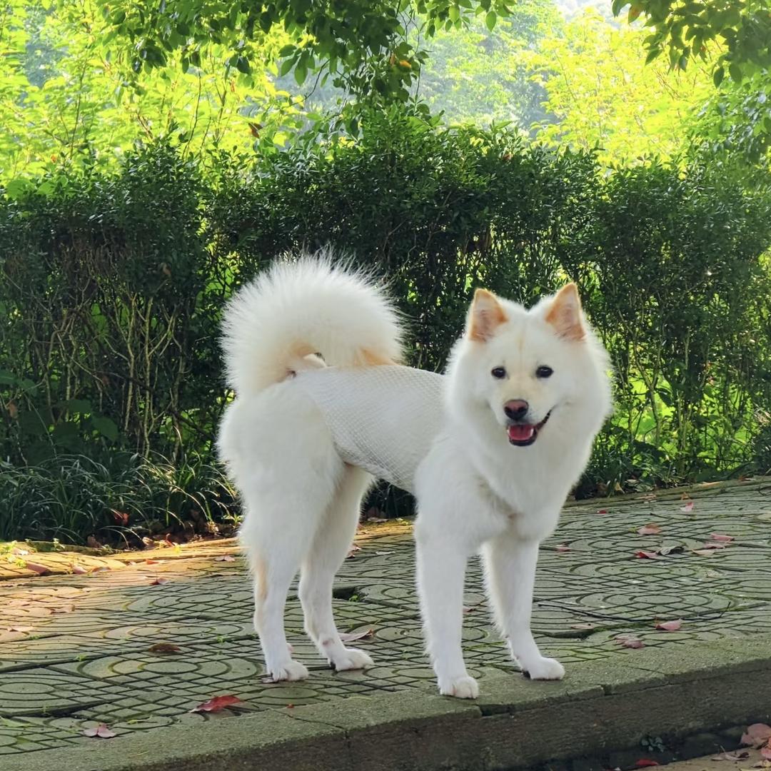 金牧郎农业宠物专卖店广西田园犬
