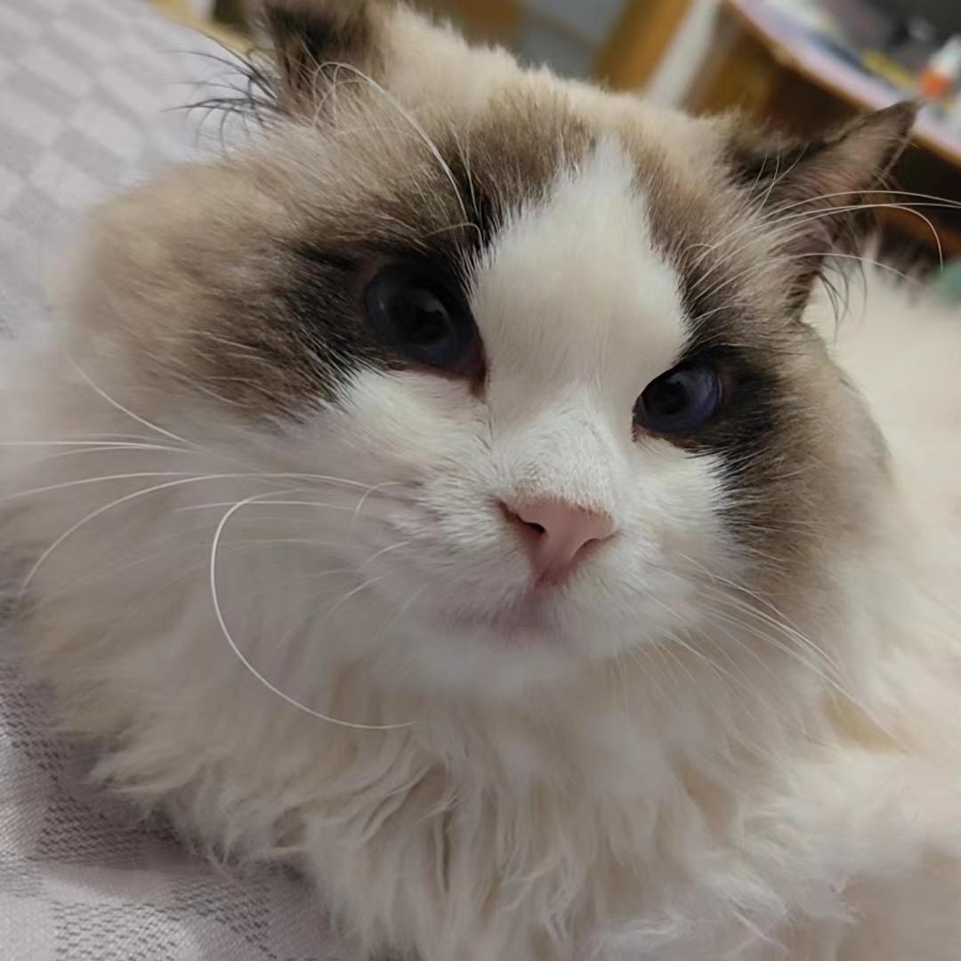 莎妹妹