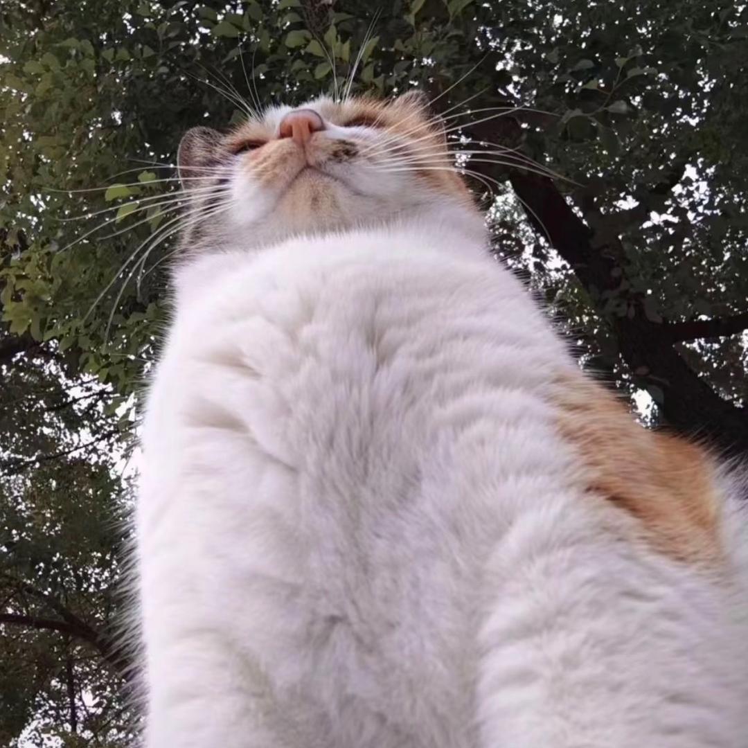 yulv
