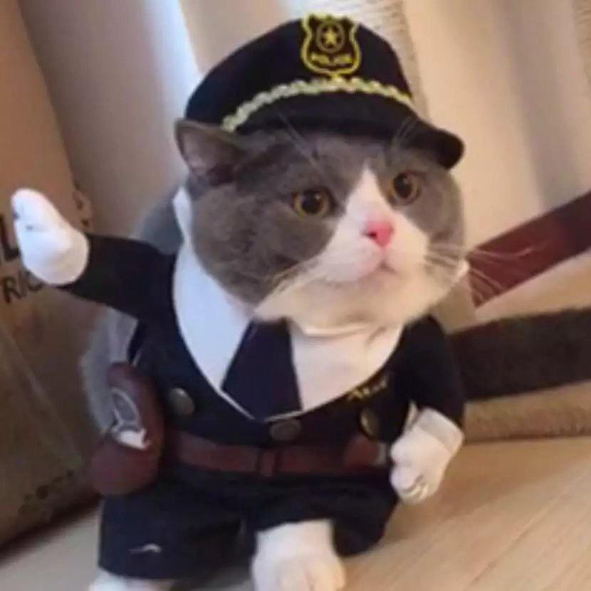 猫局长👮娇娇
