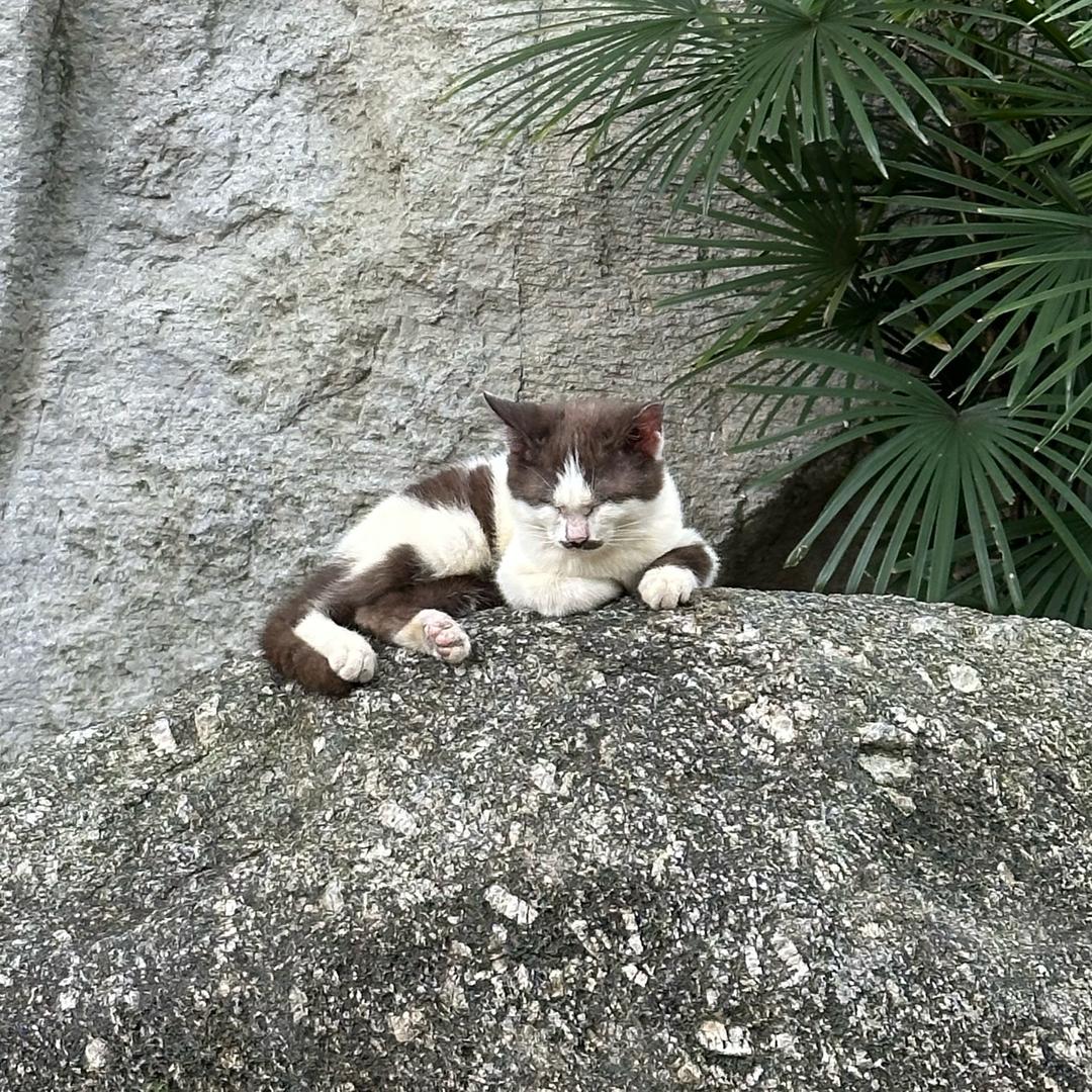 优雅的水晶铁蛋