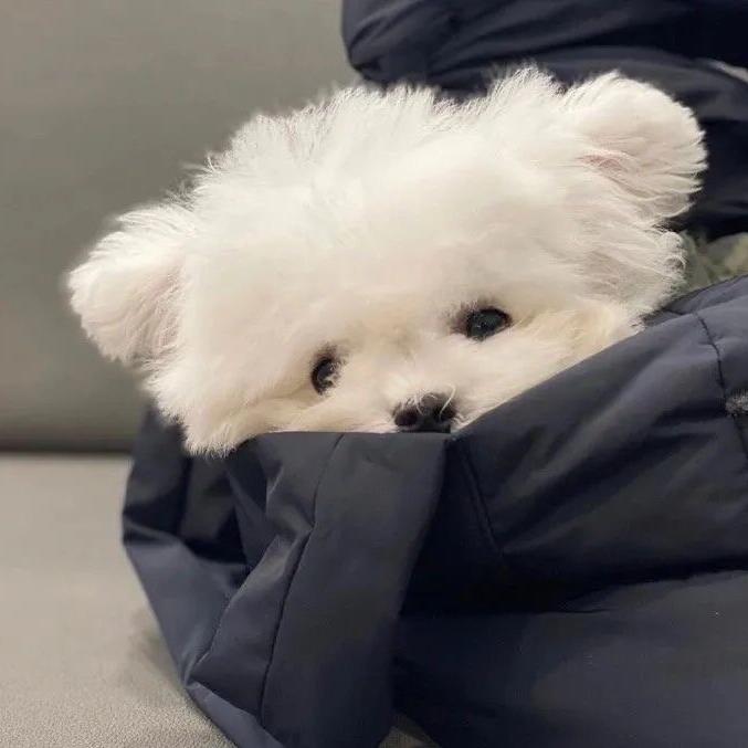 小猪吃不饱呀