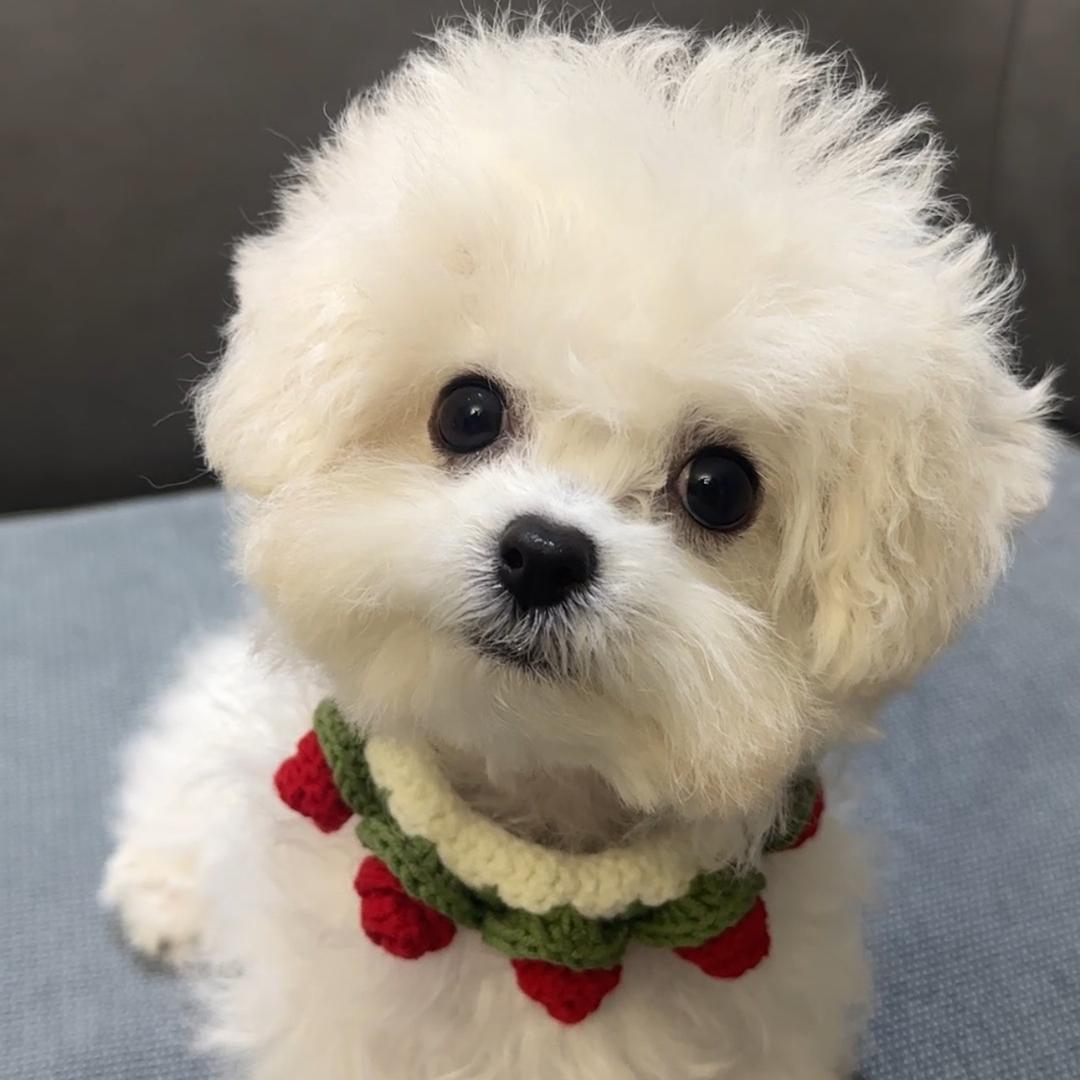 韩城莹姐家比熊