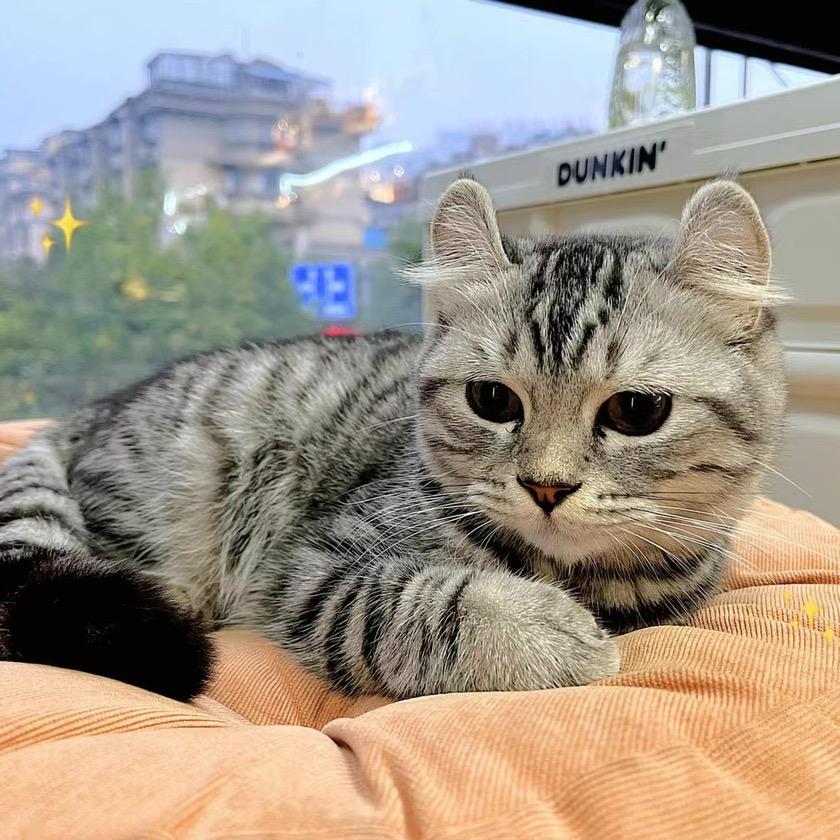 头疼不玩了