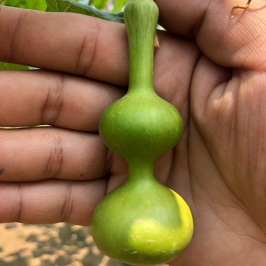 大牛葫芦
