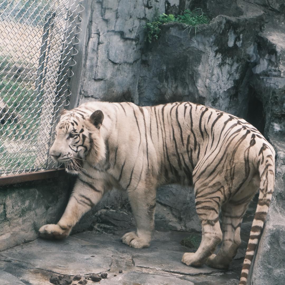 武松斗虎我斗地主