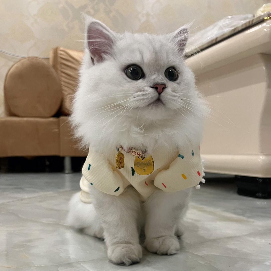 天天开鑫💖