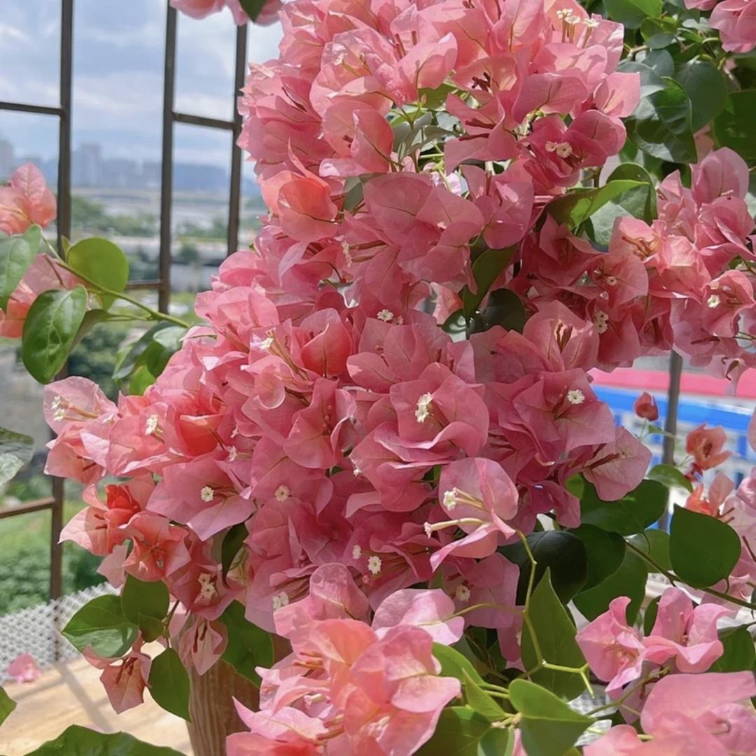 梅姑娘花卉