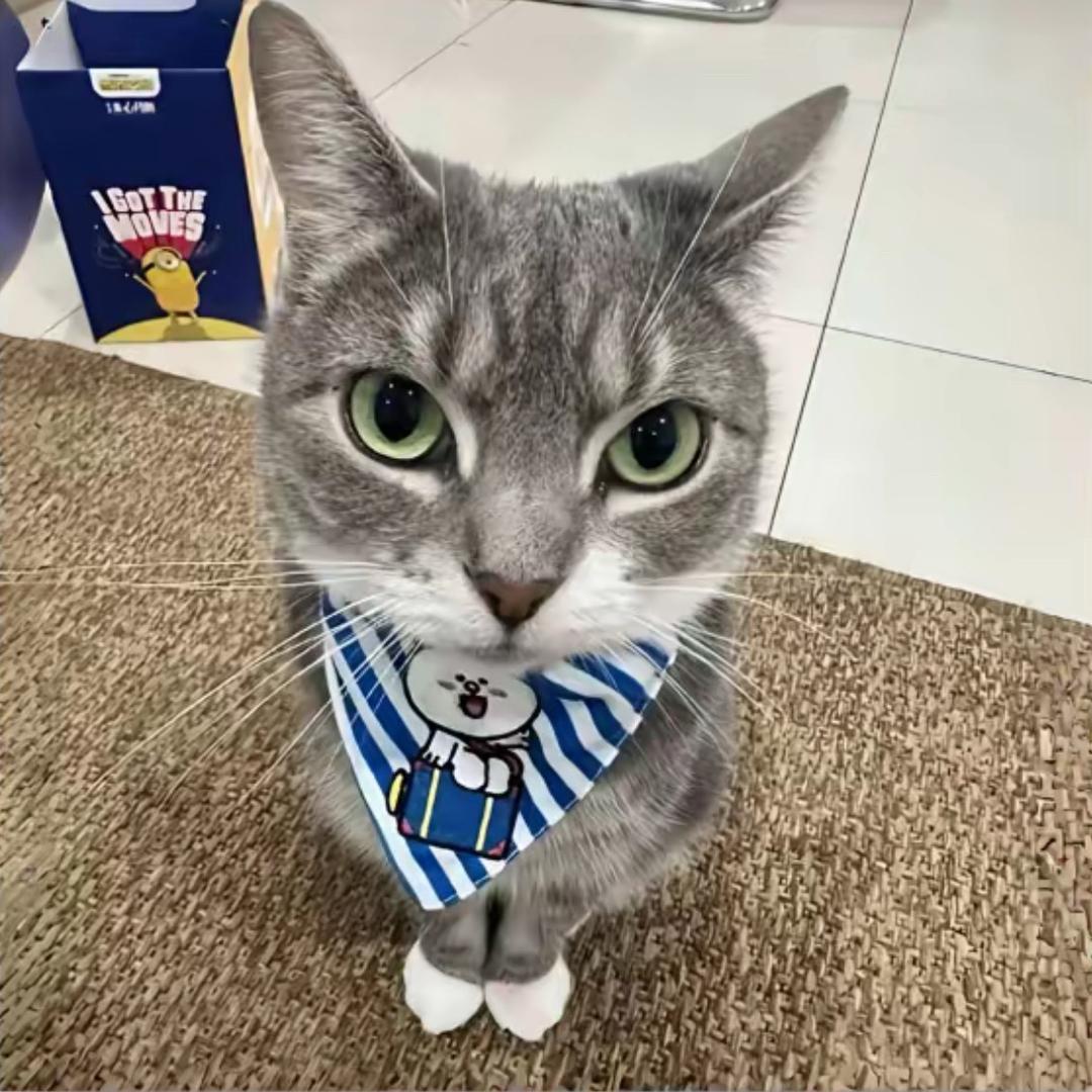可恶的一只猫