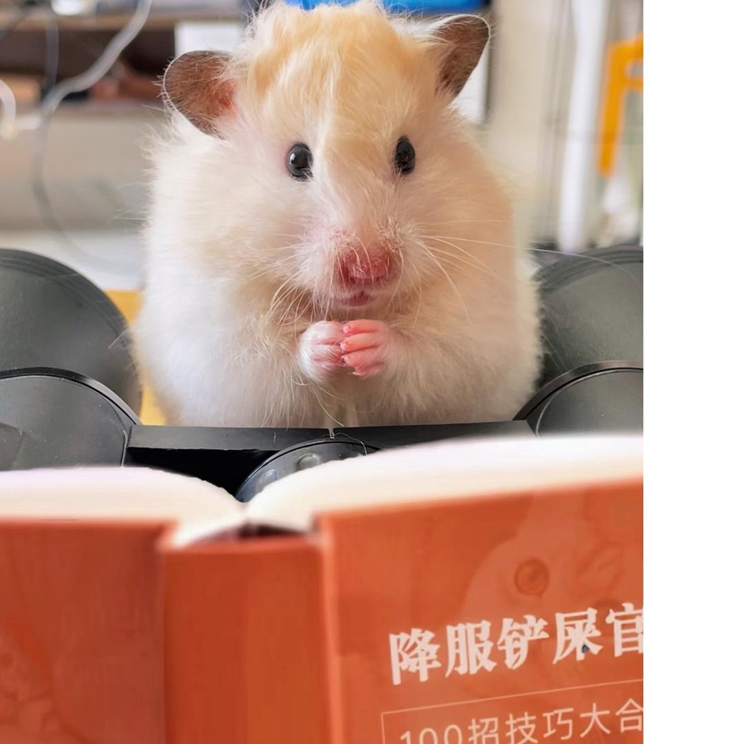 塔塔小熊