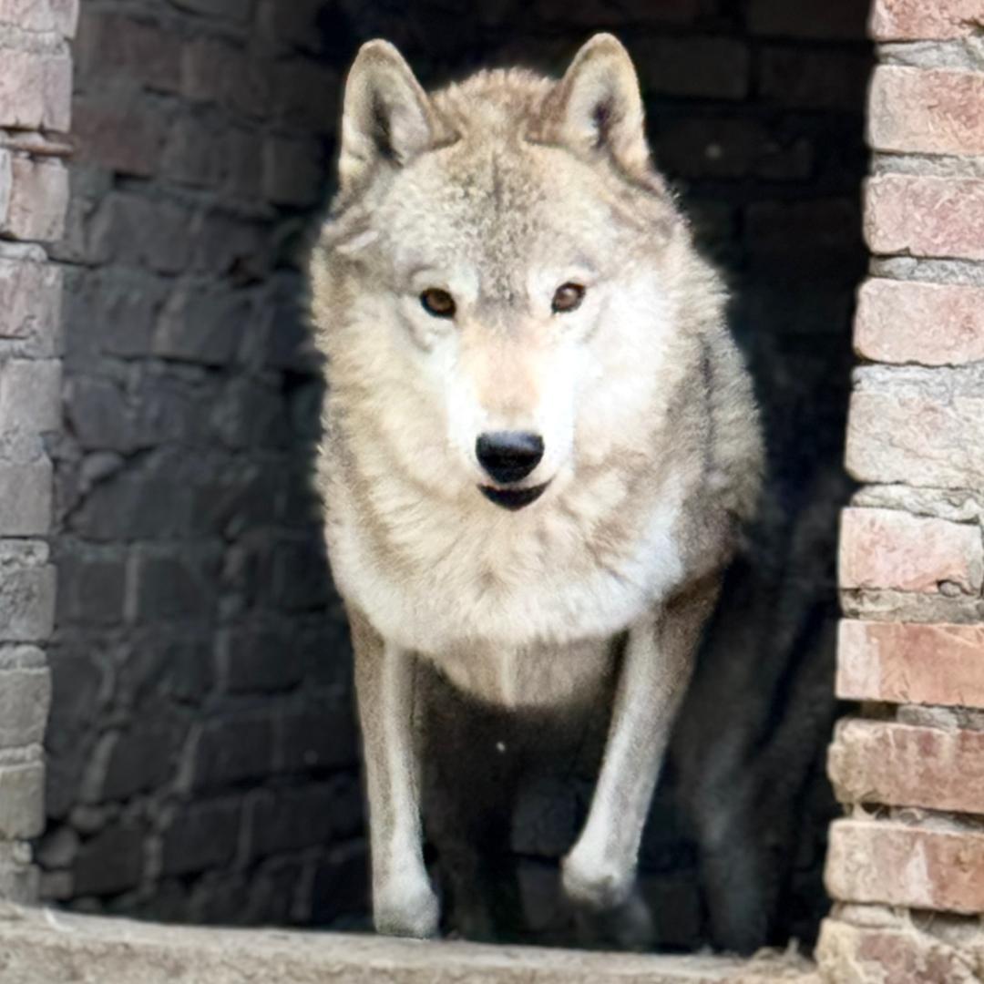 盛耀犬舍