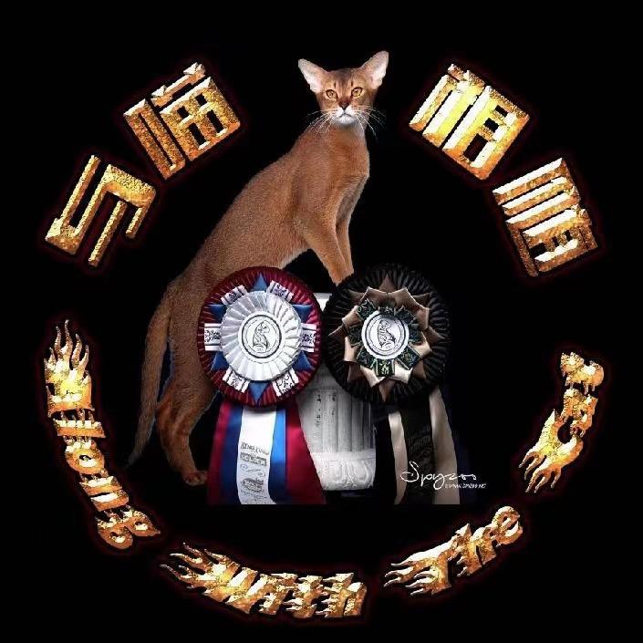 红姐的阿比西尼亚猫与喵相随