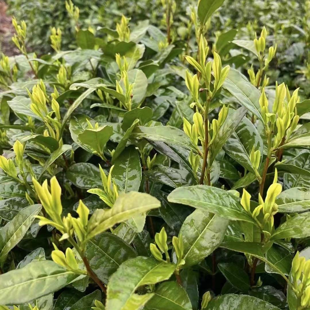 小鲍白茶