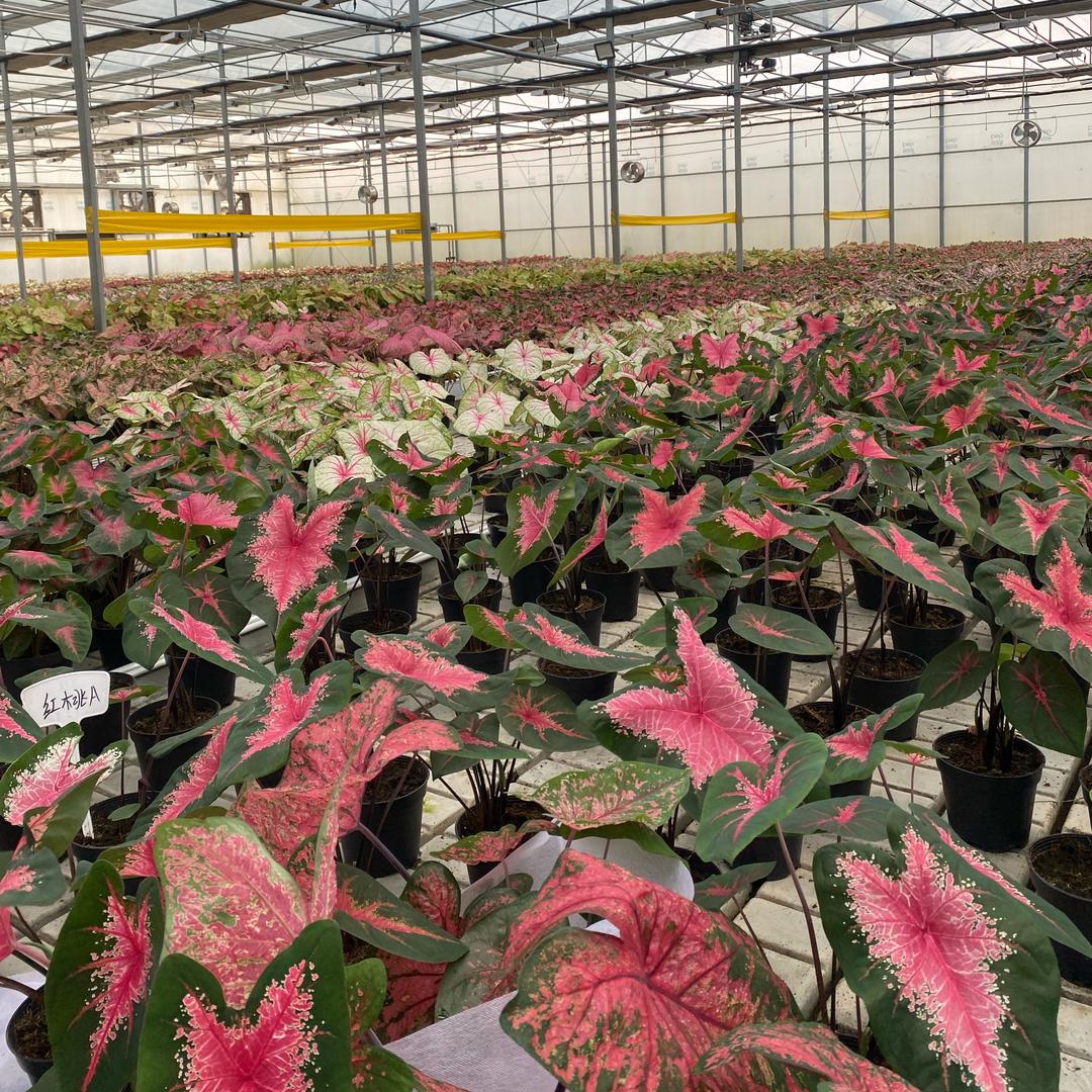 泉果花植汇