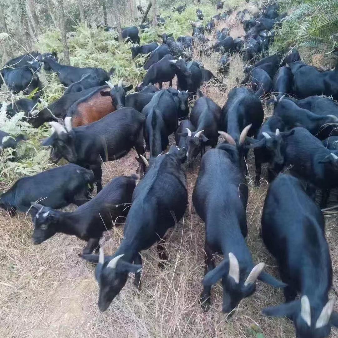 恵州山羊搬运工