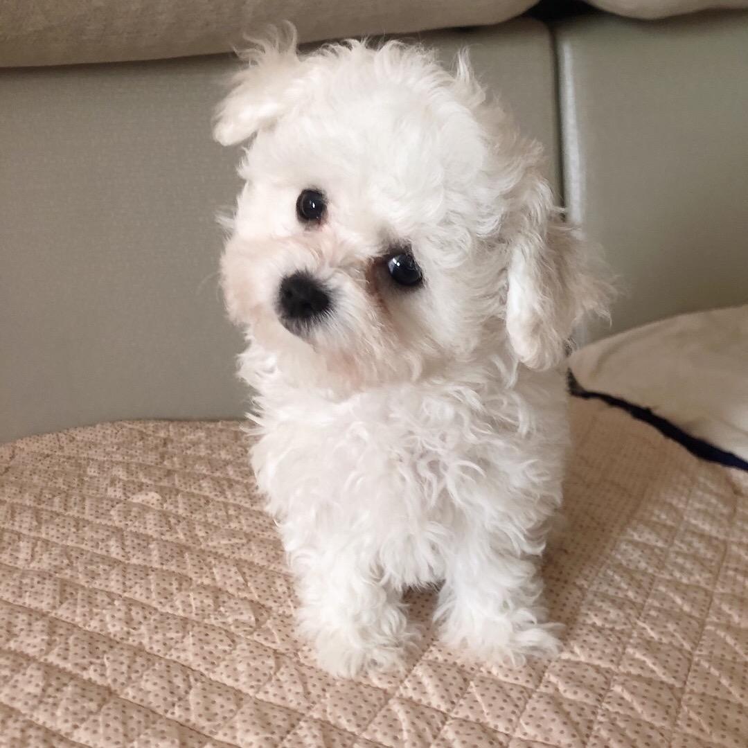 健康快乐的小毛豆