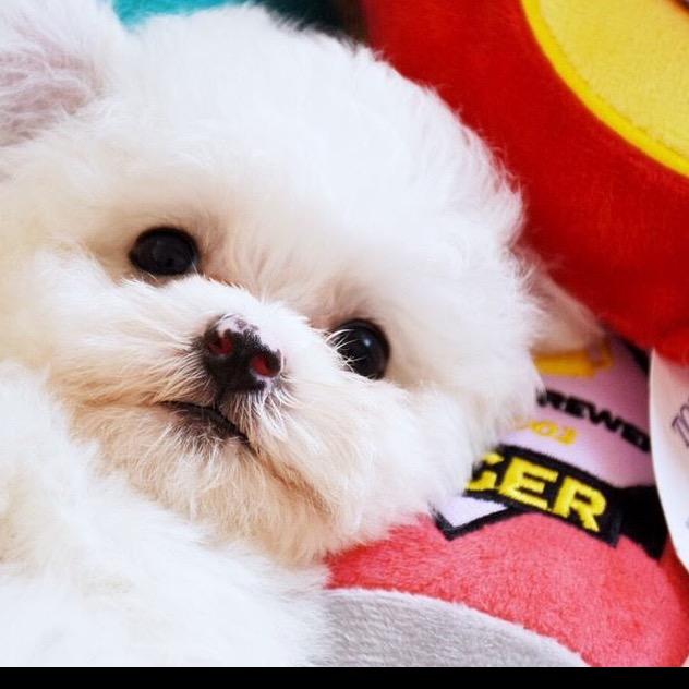 无敌小花🐶