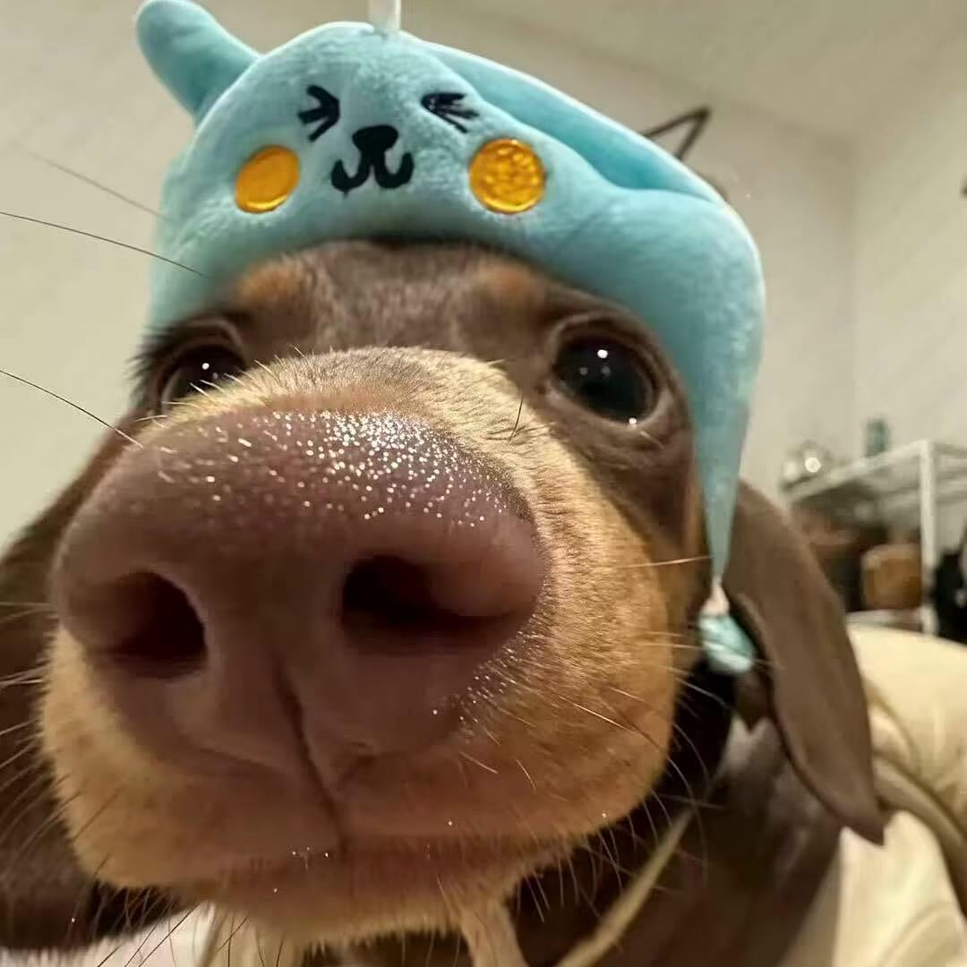皮蛋瘦肉周z