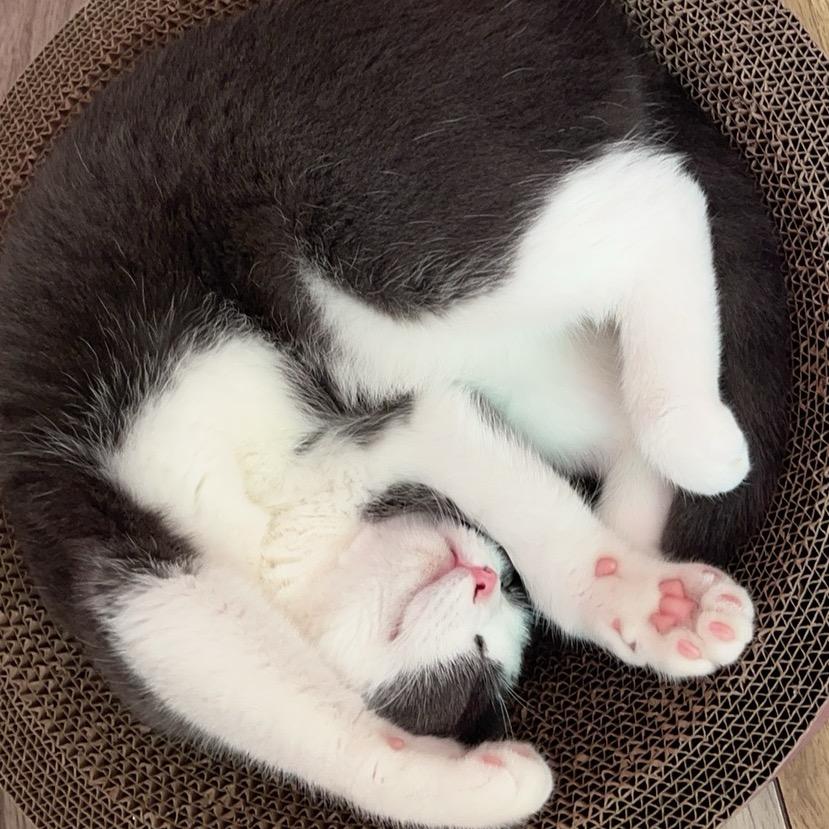 我是白砂糖