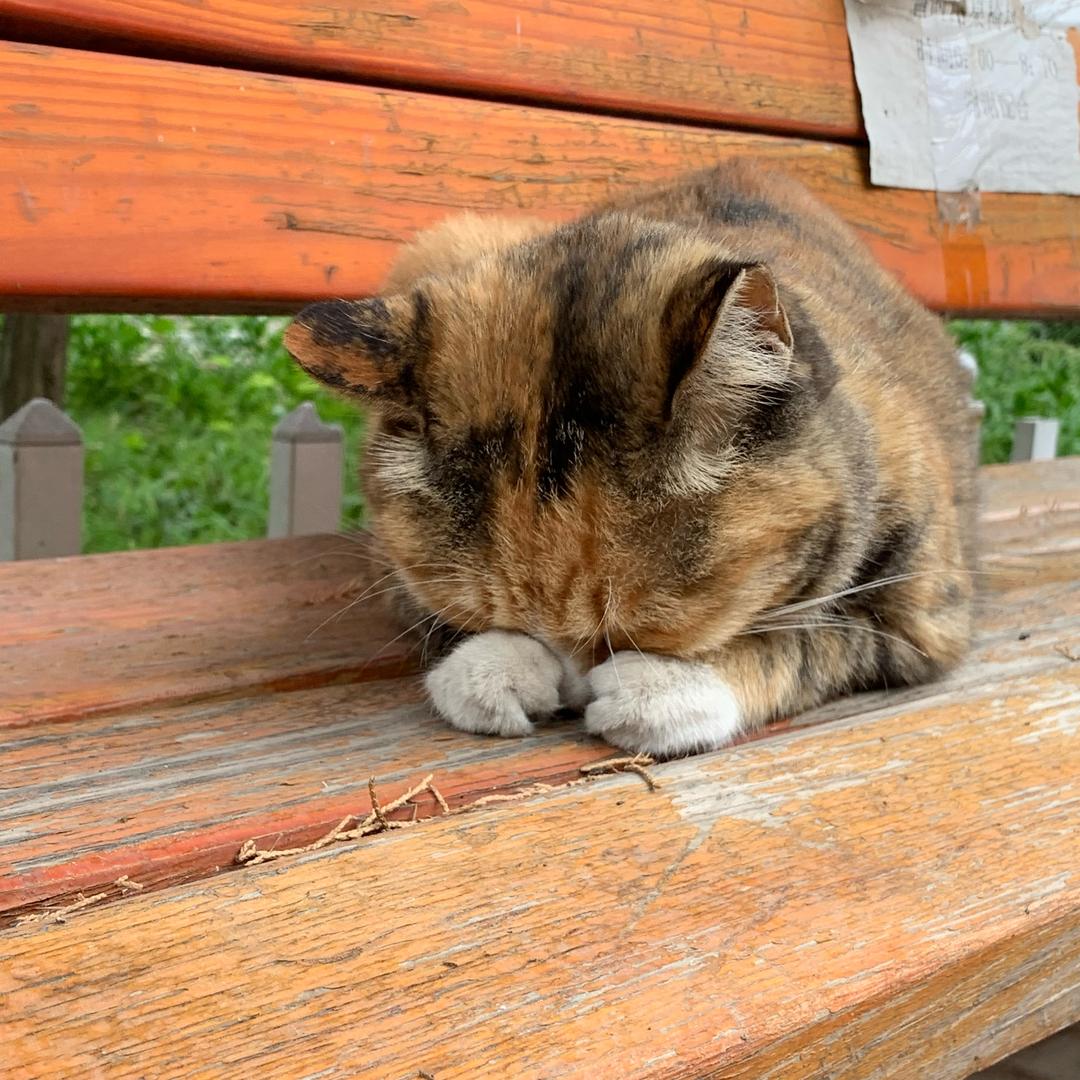 独角仙
