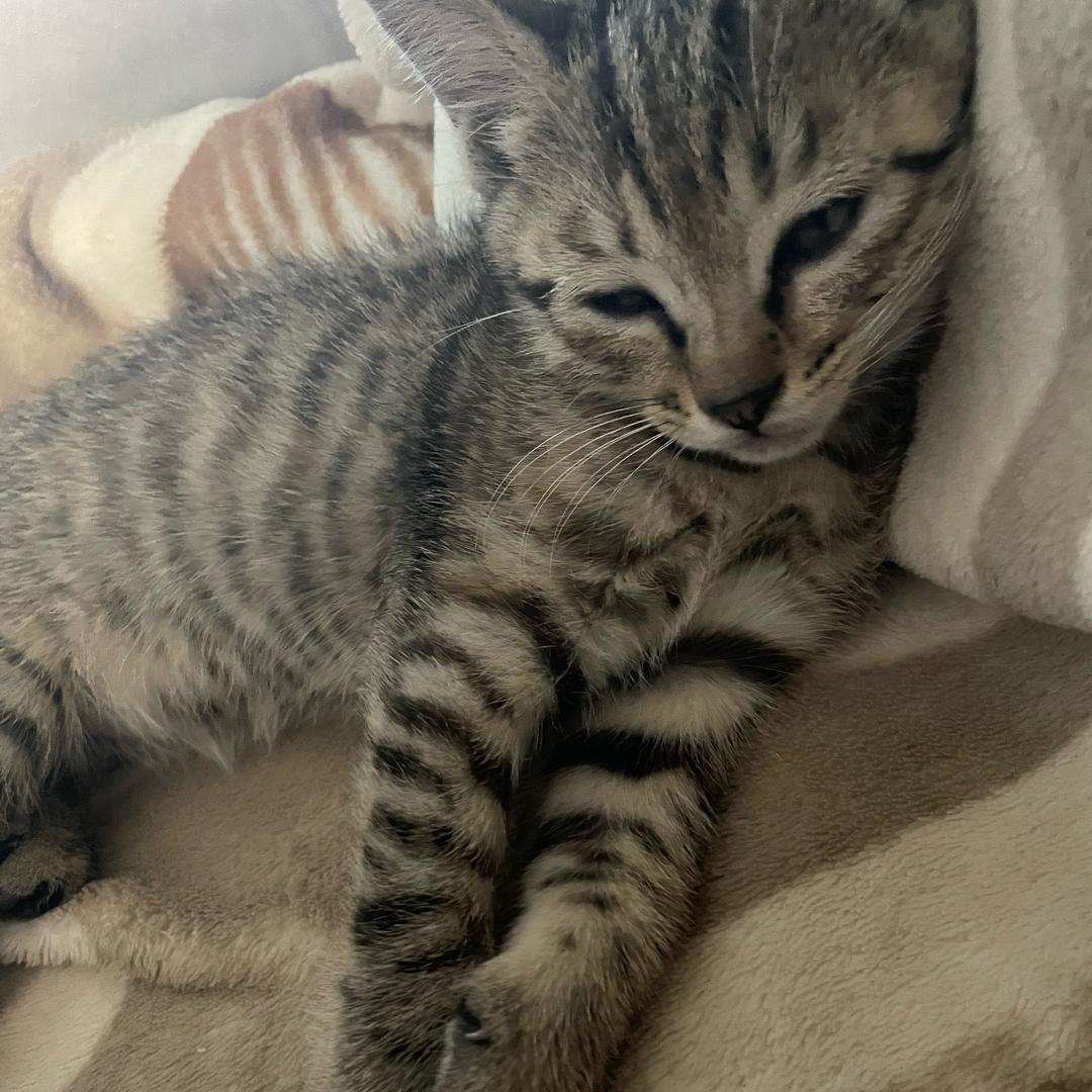 安(´ . .̫ . `)静