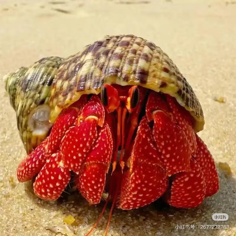 十六發發寄居蟹萌宠水族馆