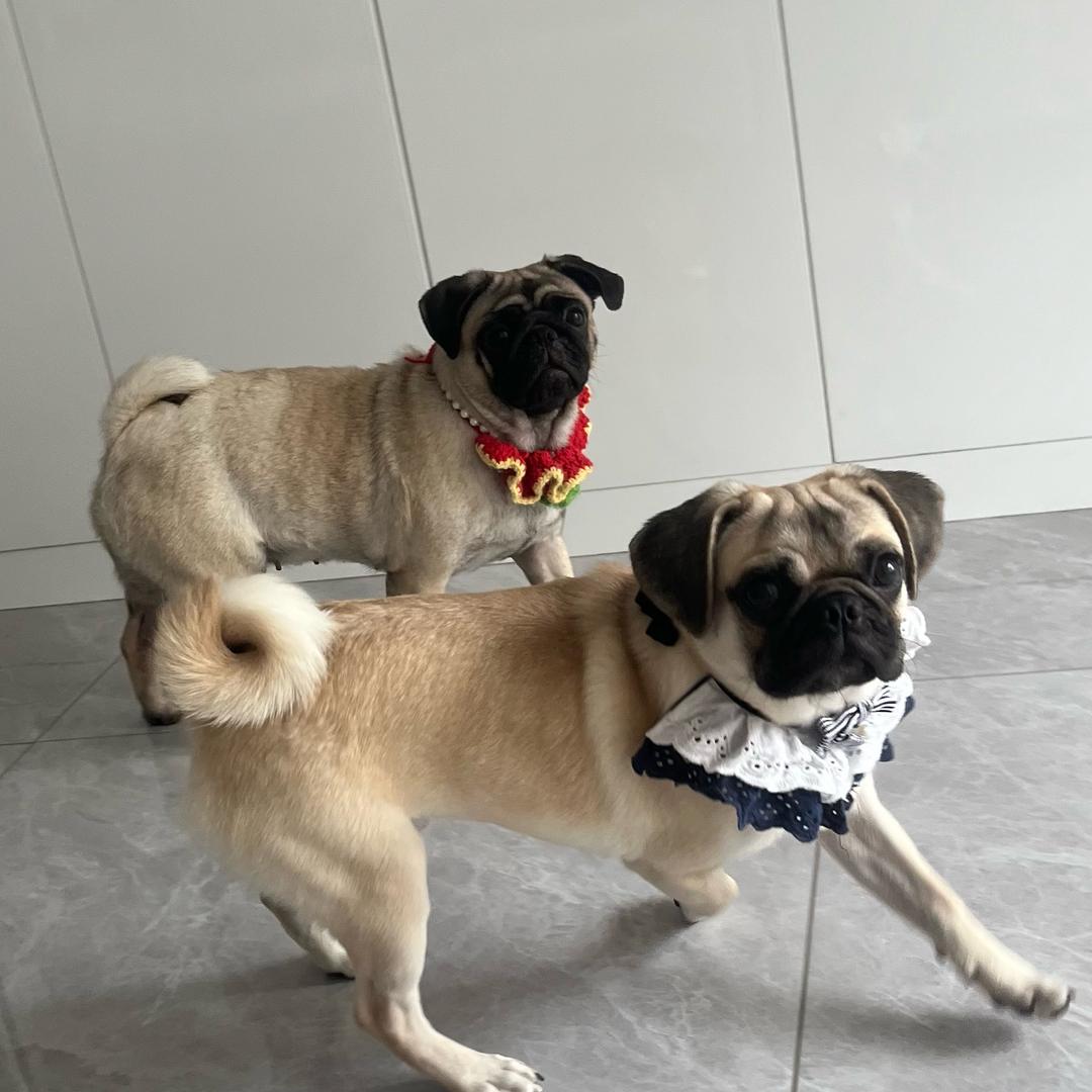 大宝和佰萬的幸福🐶生