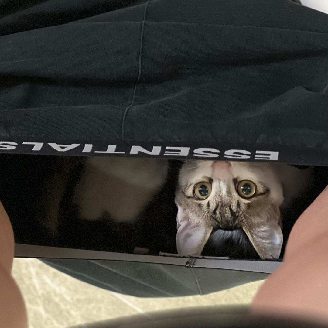 EEEEEEVE