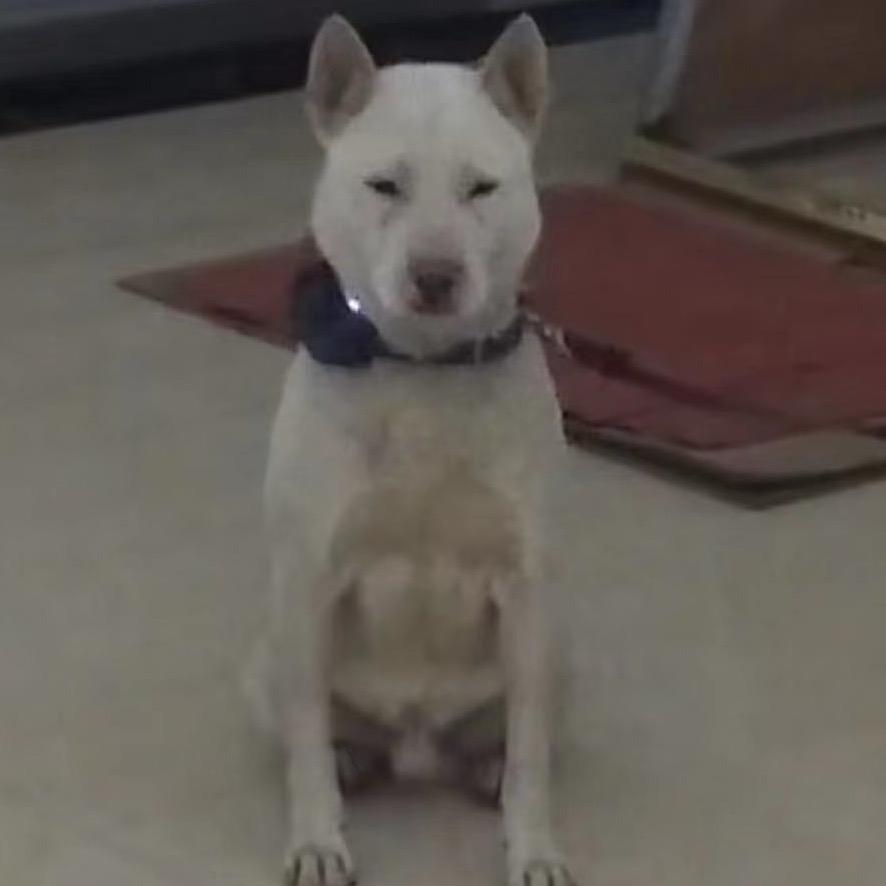 猪猪侠🐶