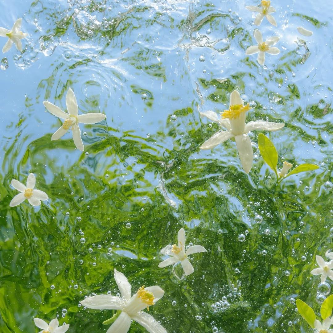 Narscissus