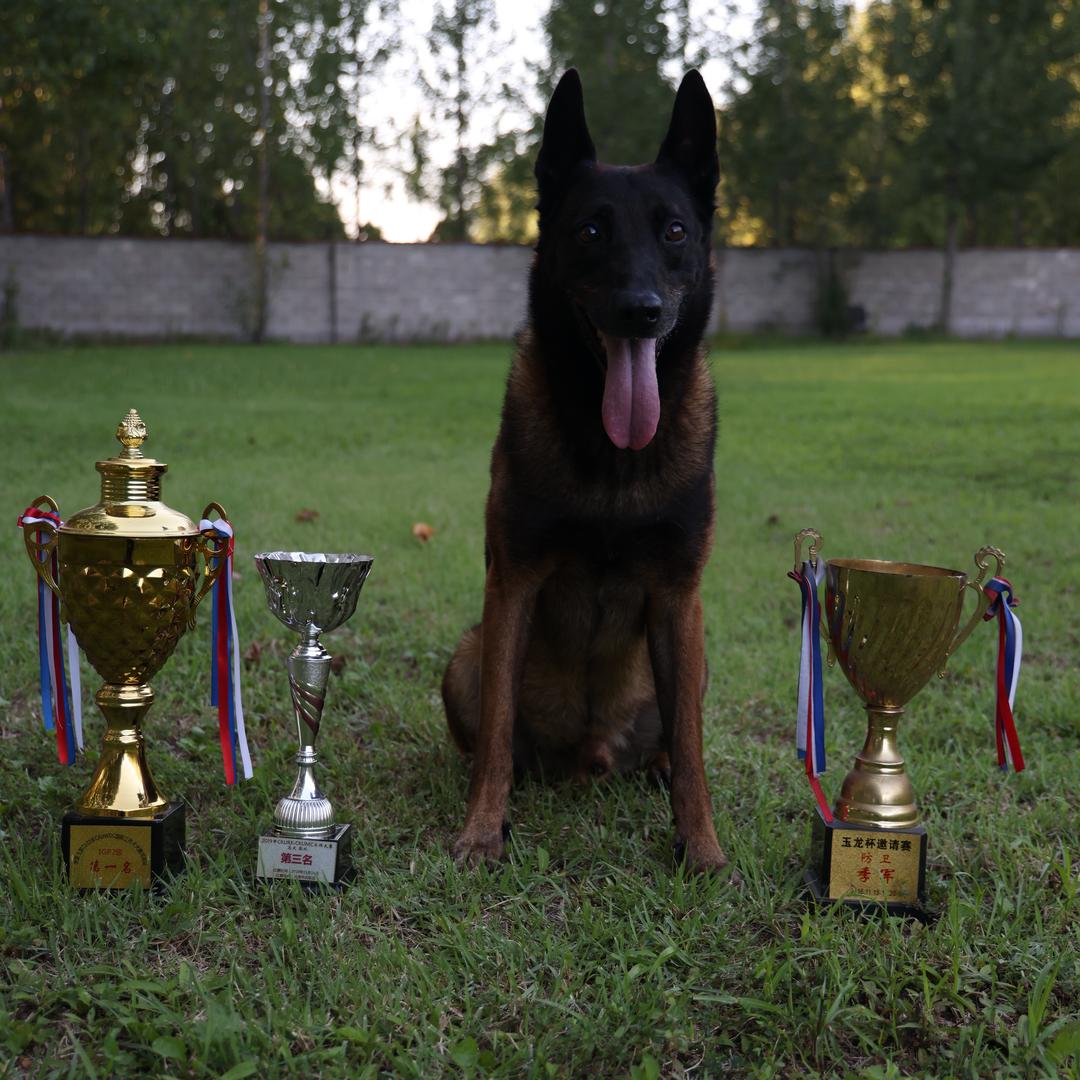 董书安训犬