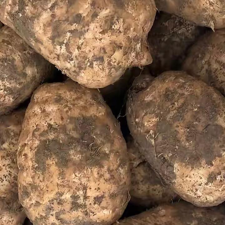 妞妞讲天麻