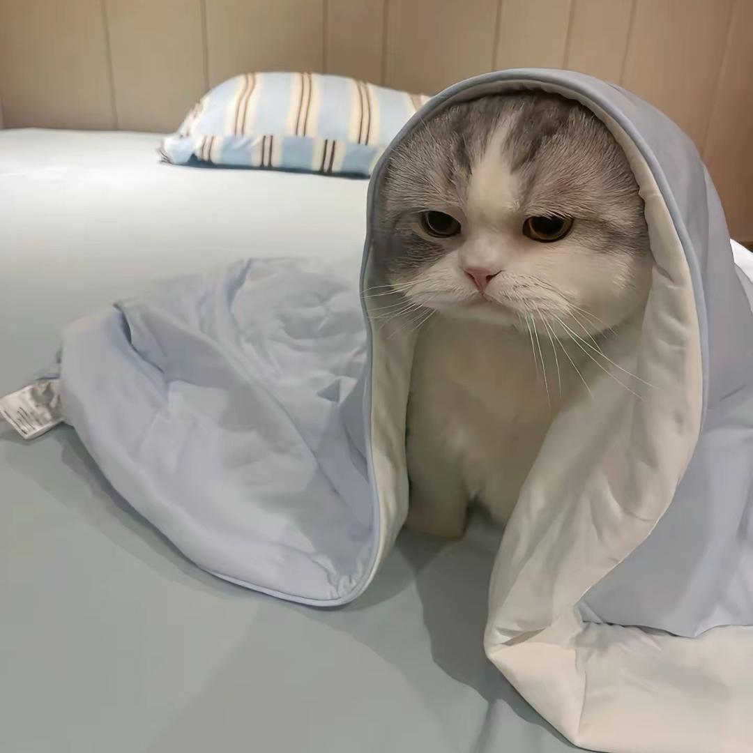 一只小糖