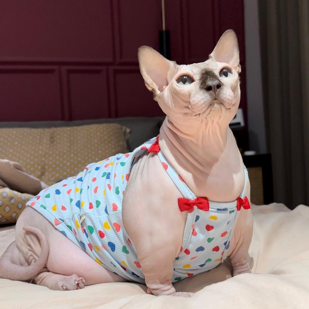 小猪咪咕噜
