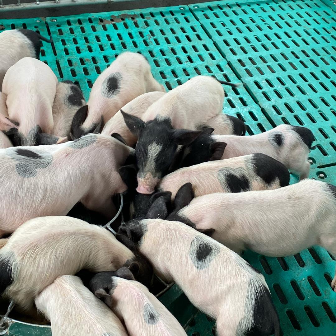 嬷嬷养殖场