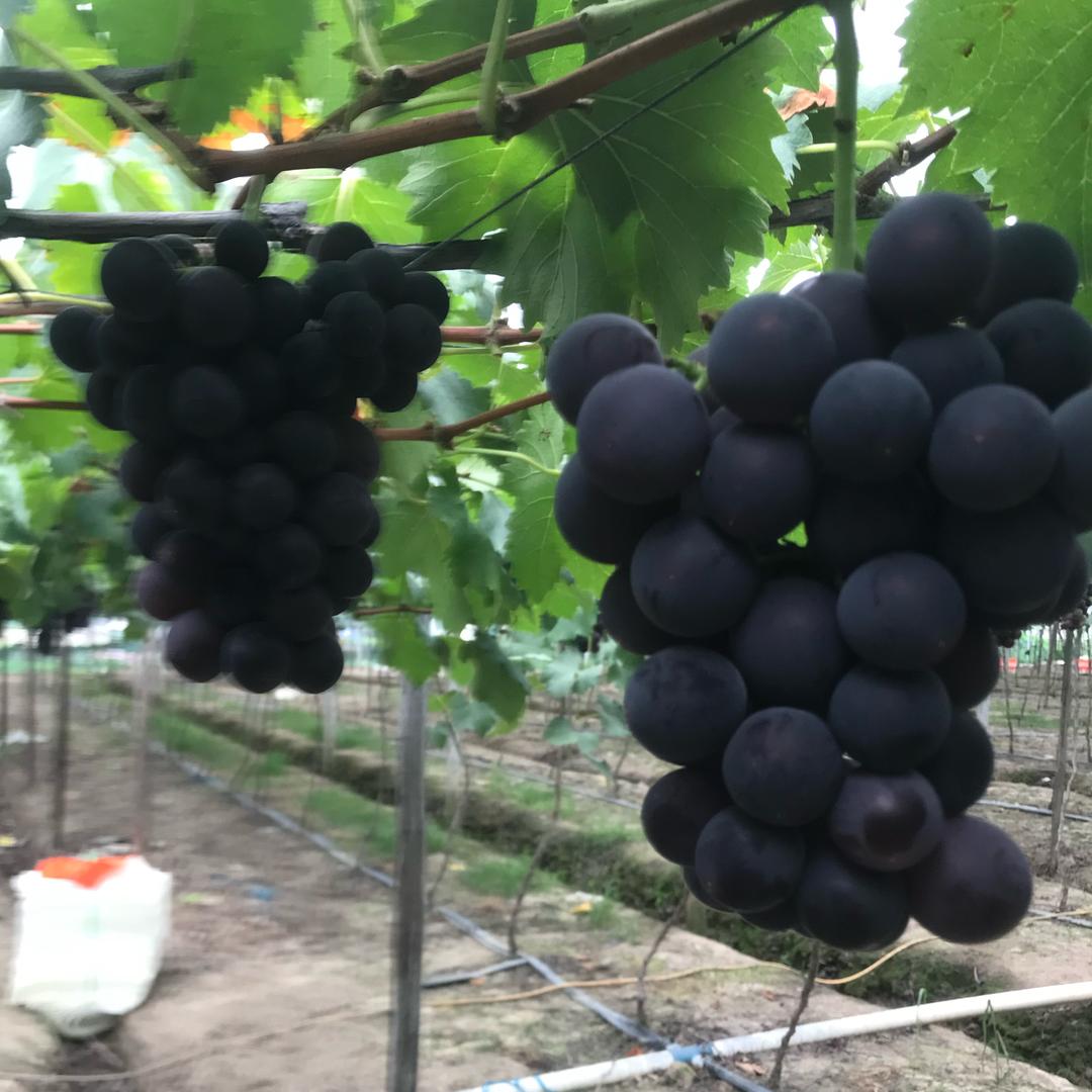 用户7048421767499云青