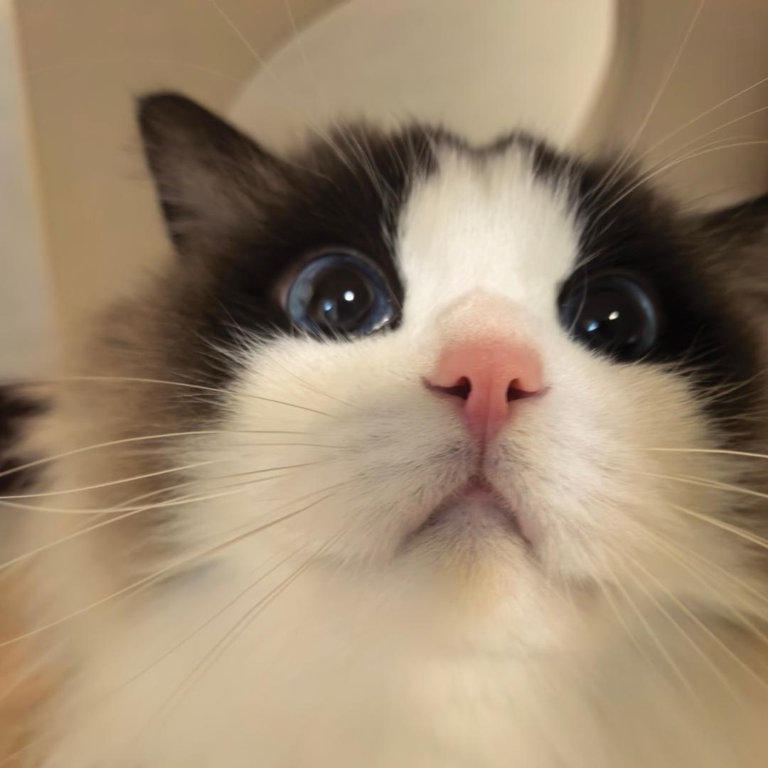 婷婷家的猫狗日记