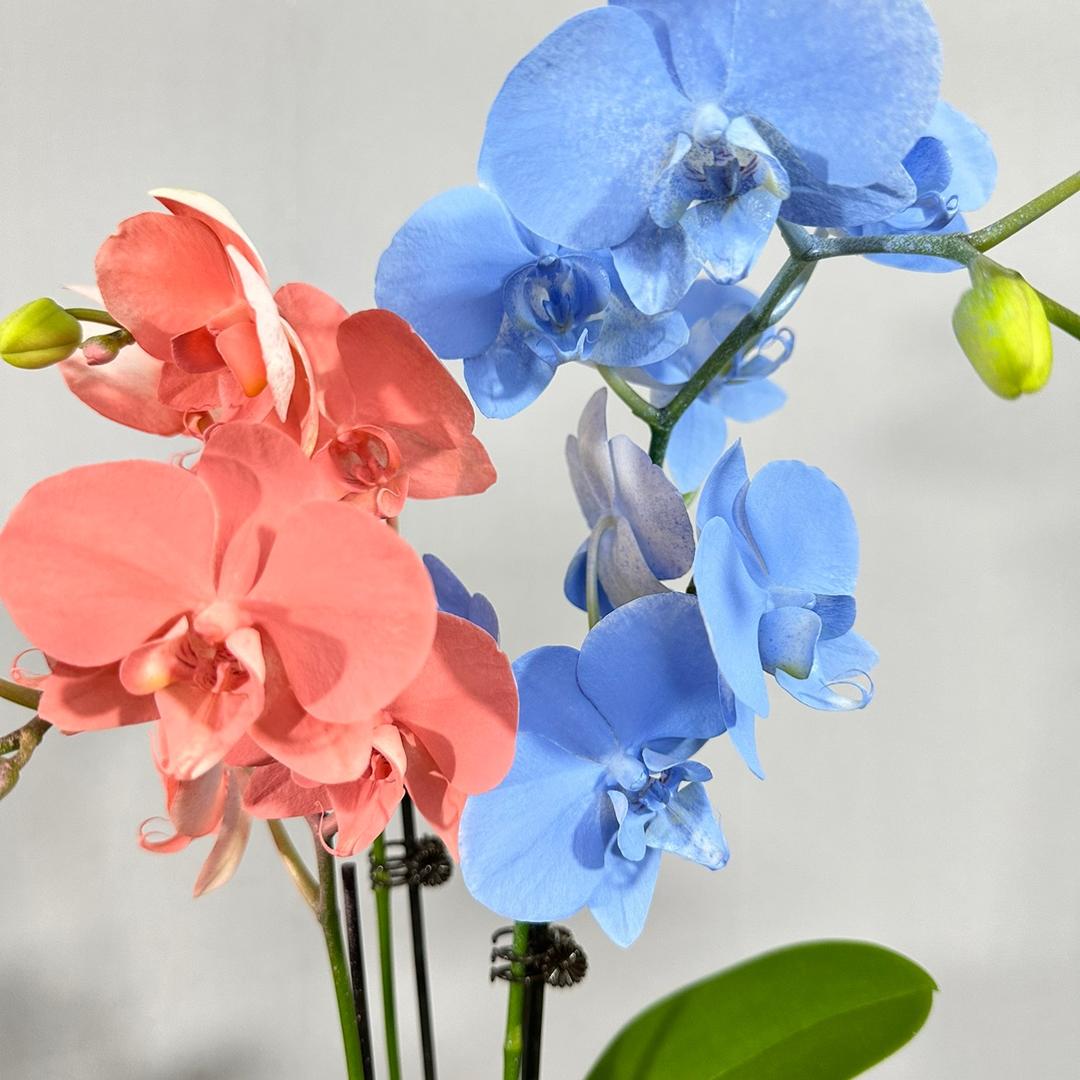 盛花园