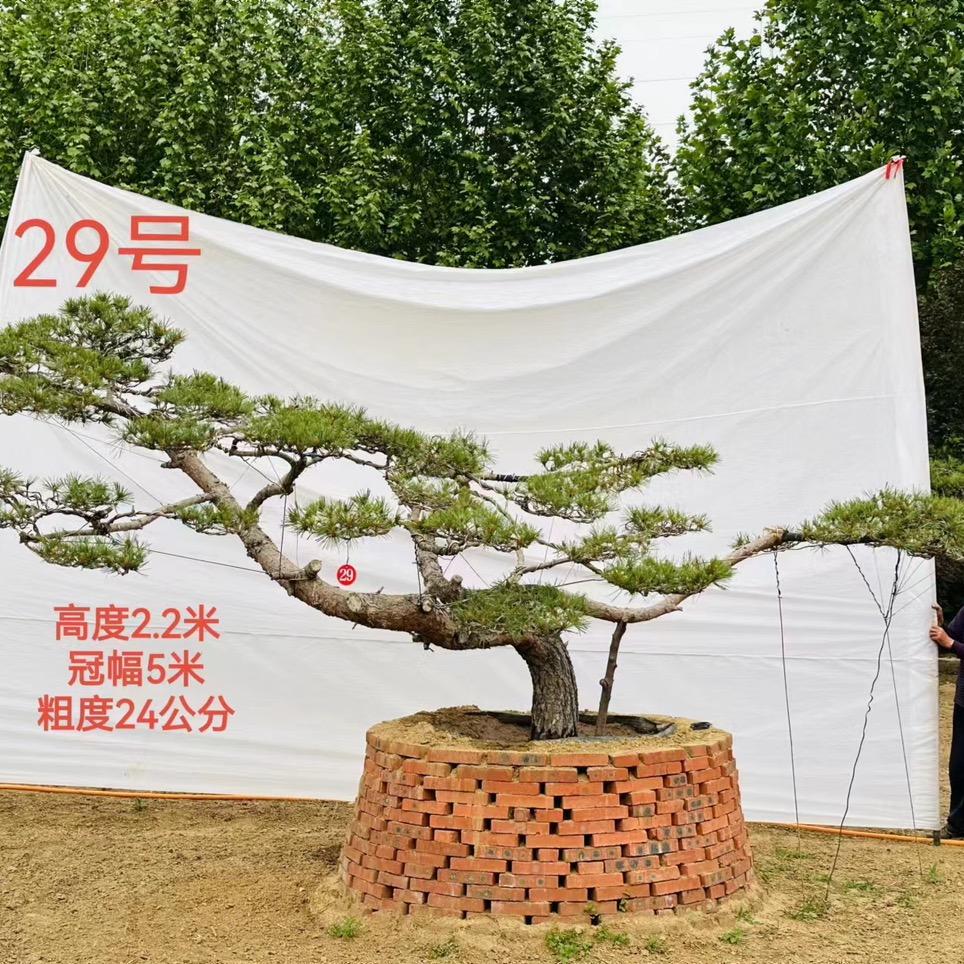 泰安市艺泽园林绿化工程有限公司