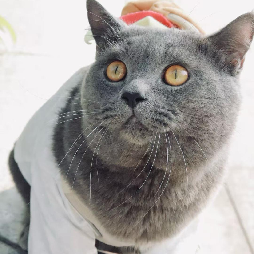 崽崽亿点胖