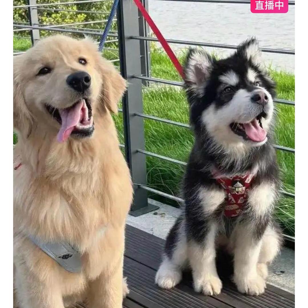 金毛 阿拉斯加 萨姆耶