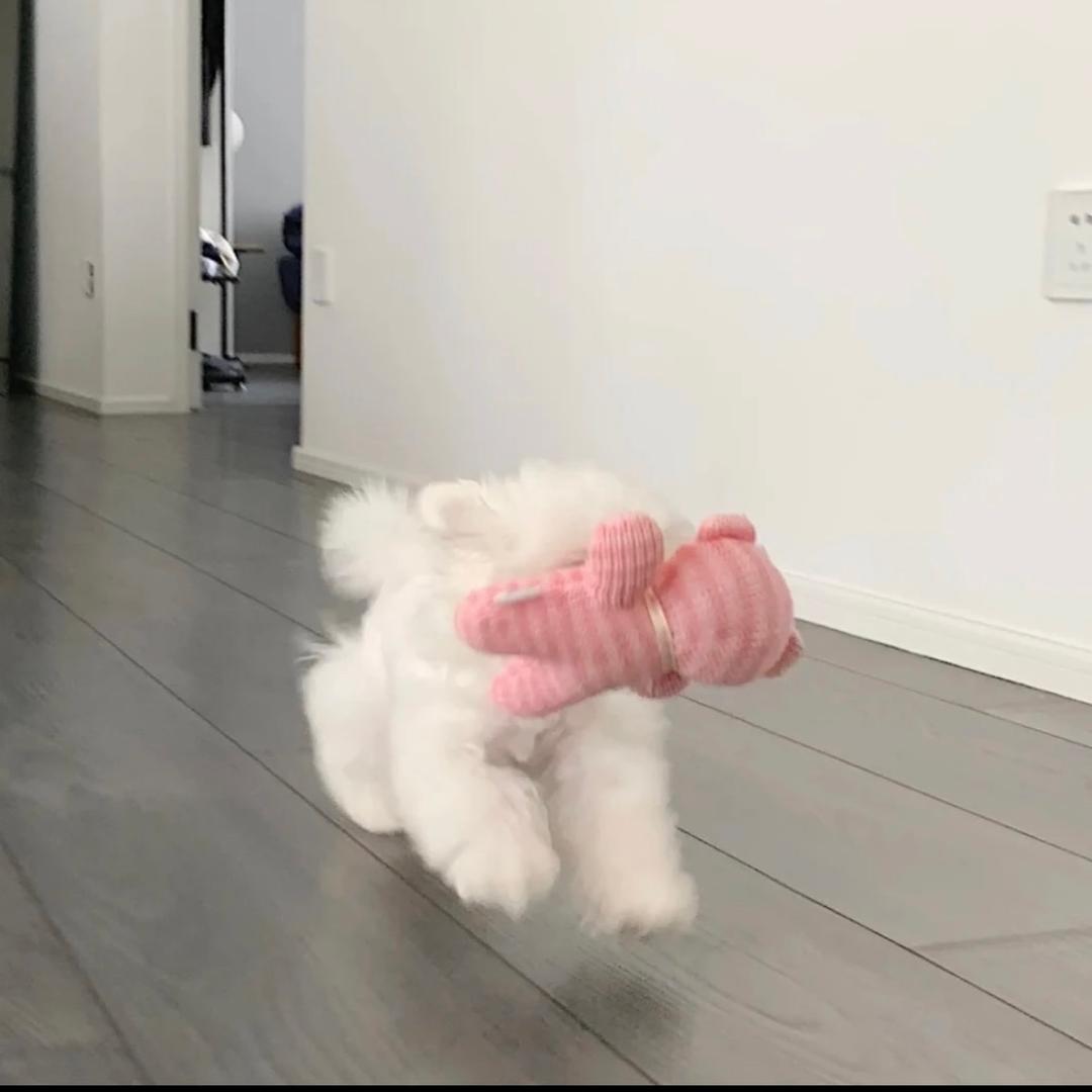 Jiiii