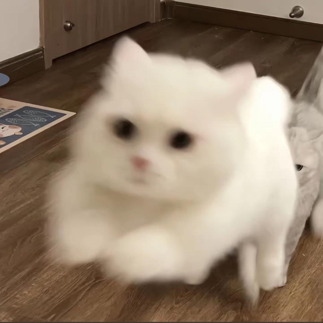 别抢我小鱼干🐟