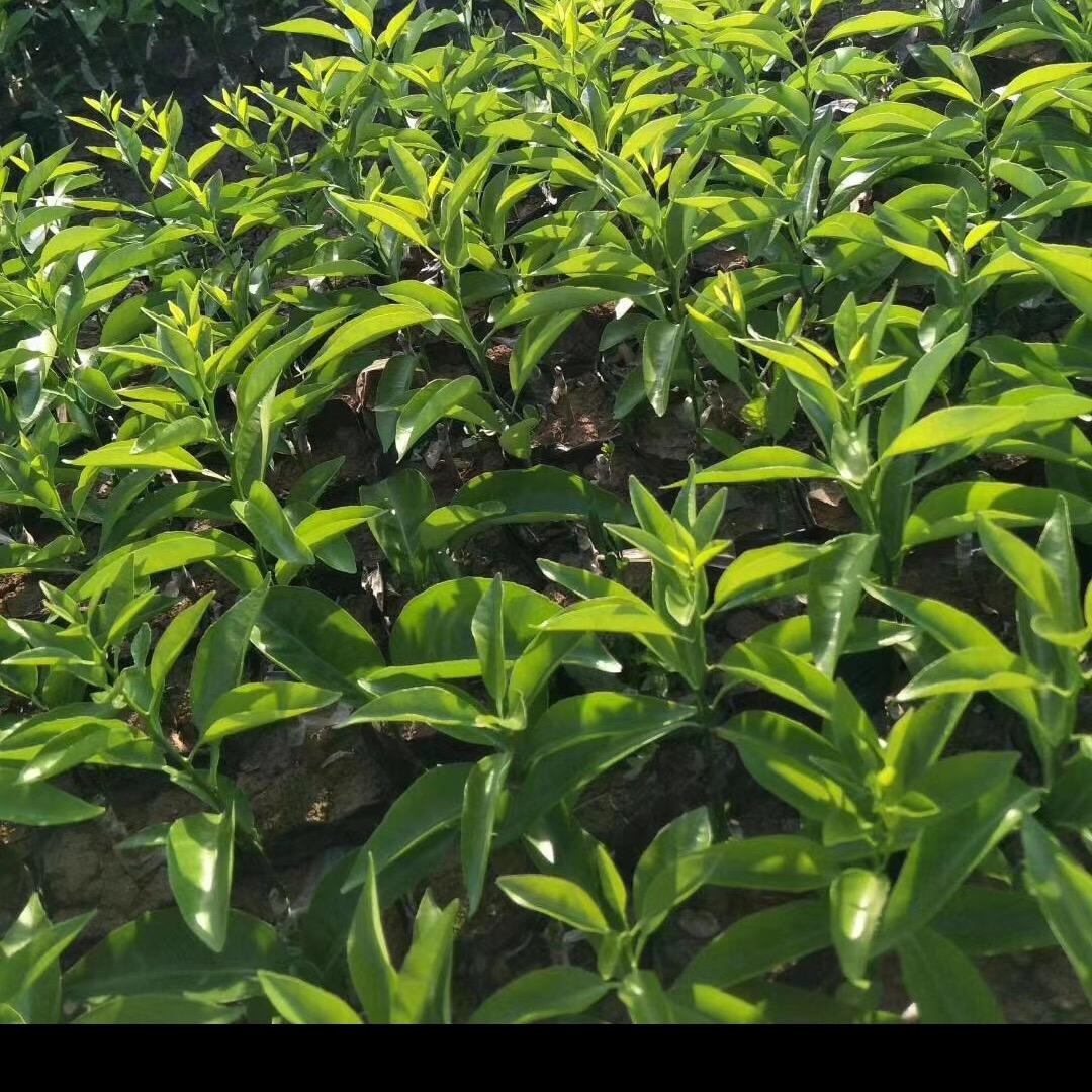 珥志康宇果树苗木专卖店