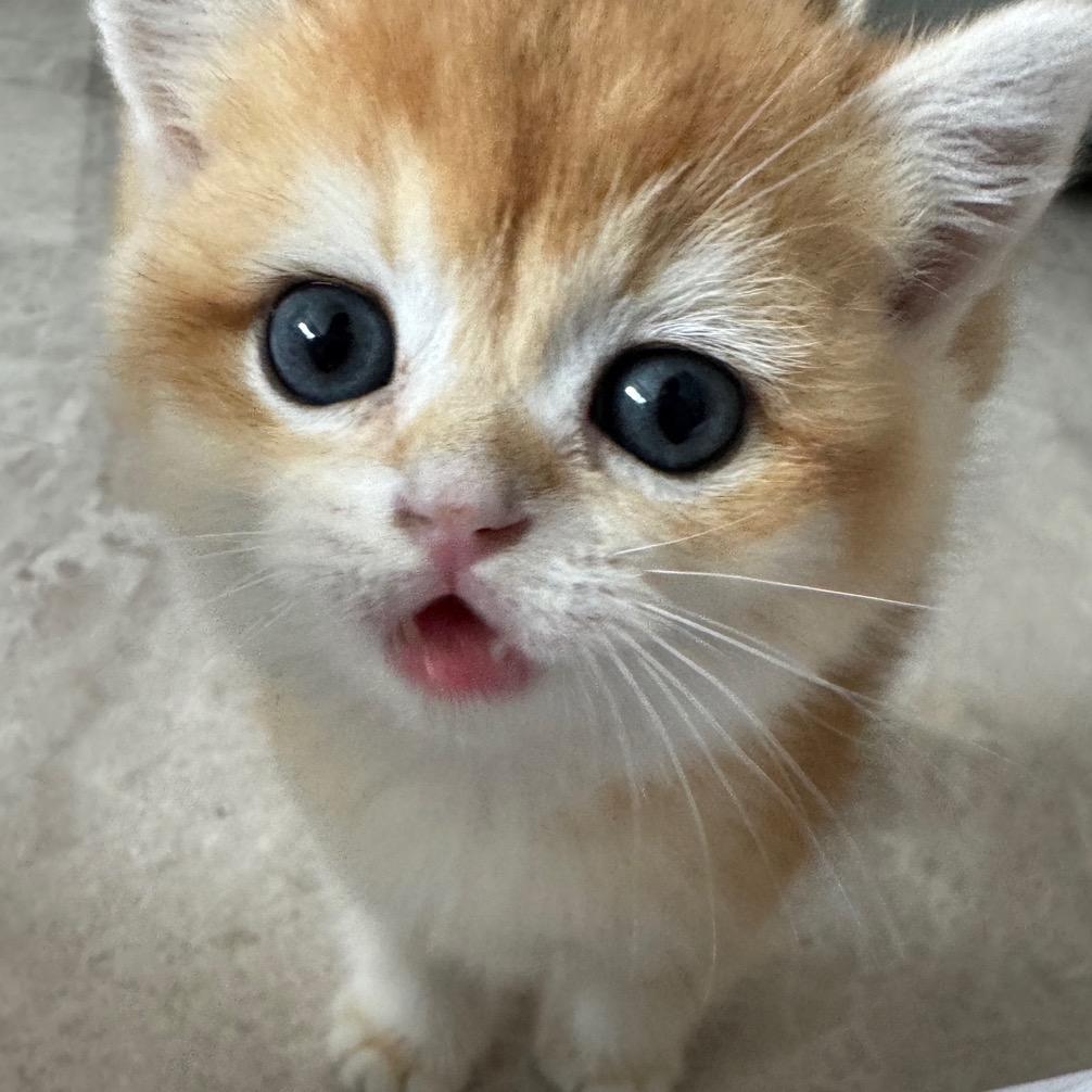 欠欠